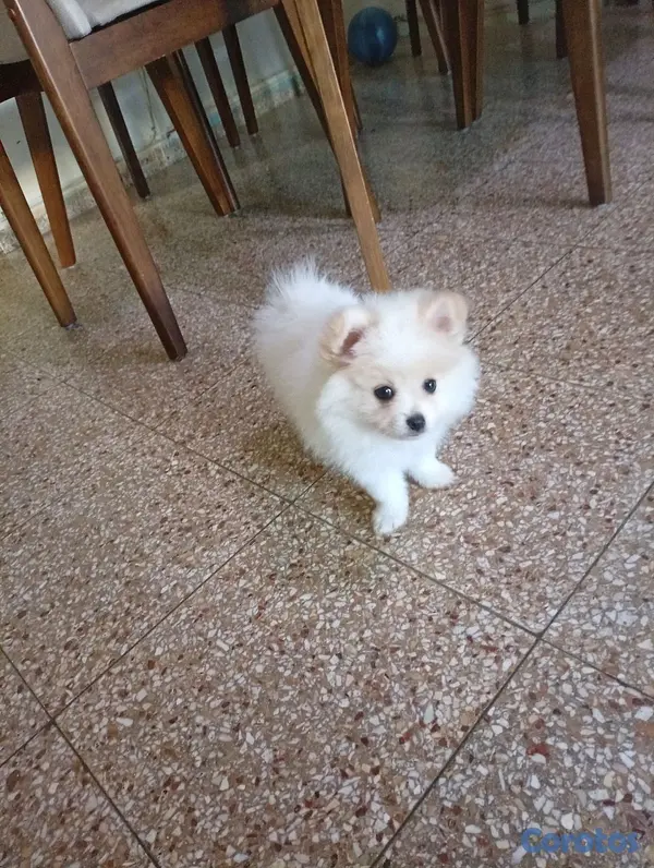 animales y mascotas - Pomerania Macho 2
