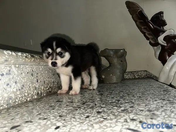 animales y mascotas - Husky Siberiano 3