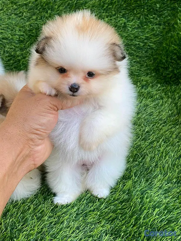 animales y mascotas - hermosos cachorritos pomerania mini  5