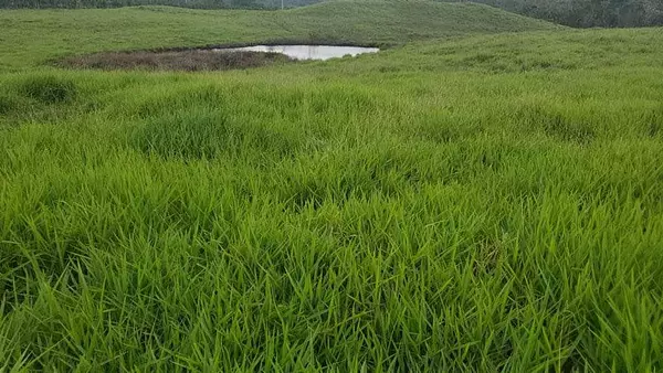 solares y terrenos - Finca de 4,480 tareas en Hato Mayor 6