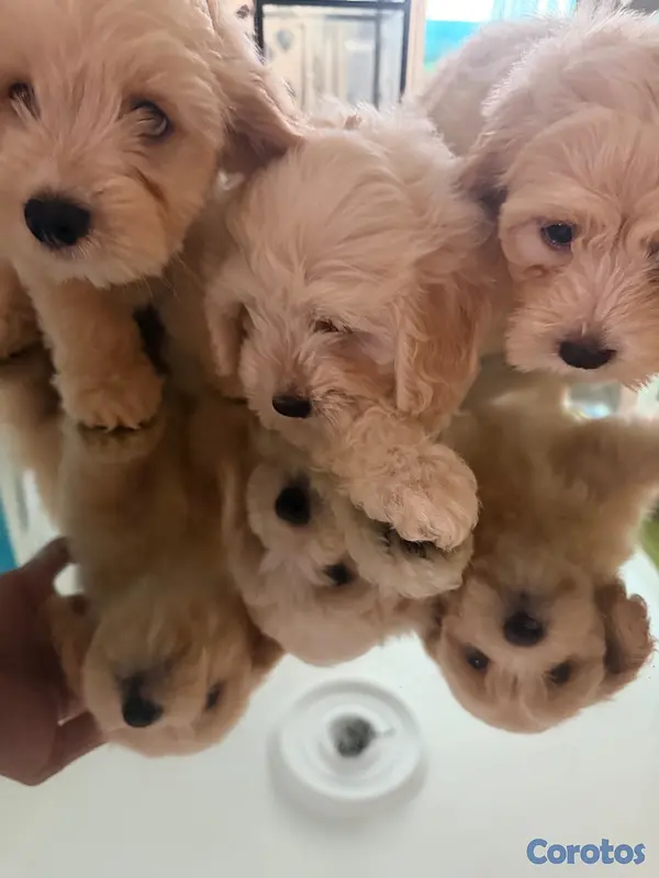 animales y mascotas - Vendo Cocker Spaniels 5