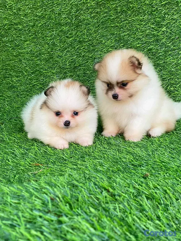 animales y mascotas - hermosos cachorritos pomerania mini  6