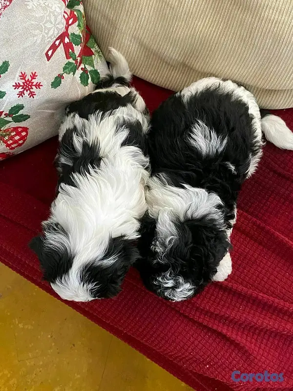 animales y mascotas - hermosos cachorritos de shipoo  9