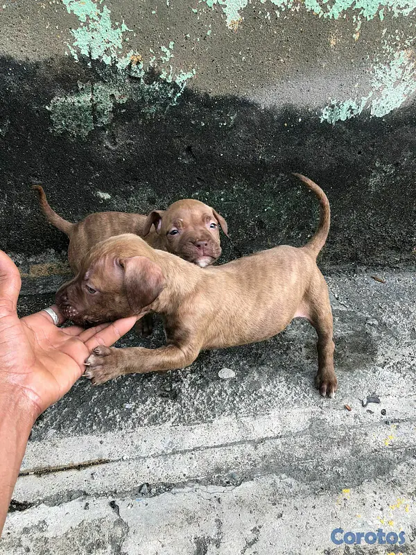 animales y mascotas - Venta de cachorros American Pitbull Terrier  9