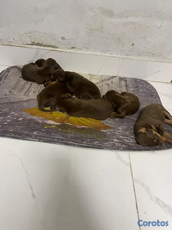 animales y mascotas - Chacorros dóberman negociables  3