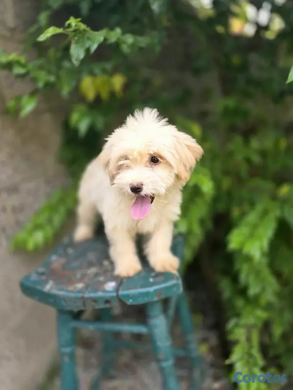 animales y mascotas - Cachorra maltipoo Disp 2