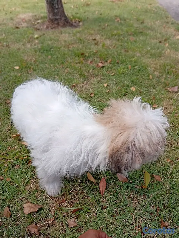animales y mascotas - HERMOSA CACHORRITA SHIPOO🥰 4