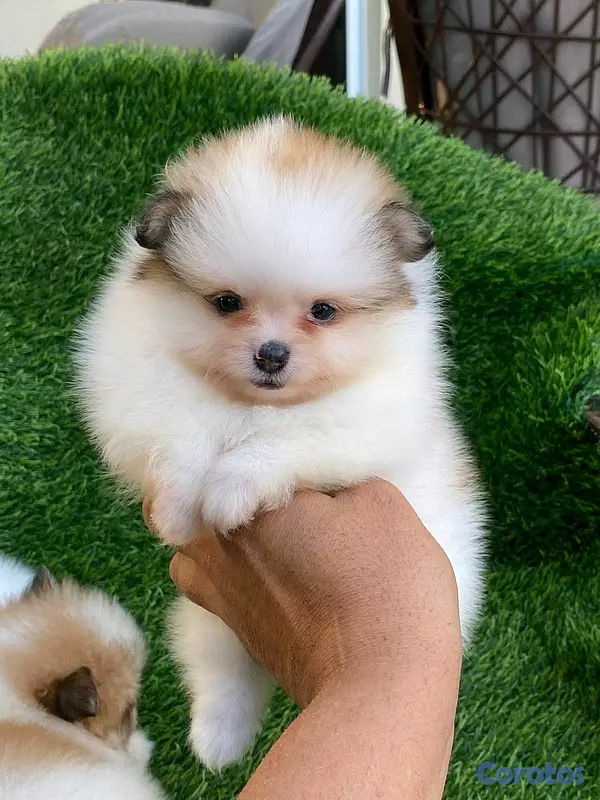 animales y mascotas - hermosos cachorritos pomerania mini  7