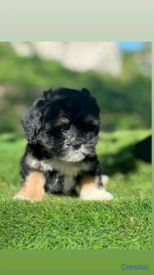 animales y mascotas - hermosos cachorritos de shipoo toy  3