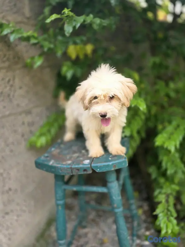 animales y mascotas - Cachorra maltipoo Disp 3