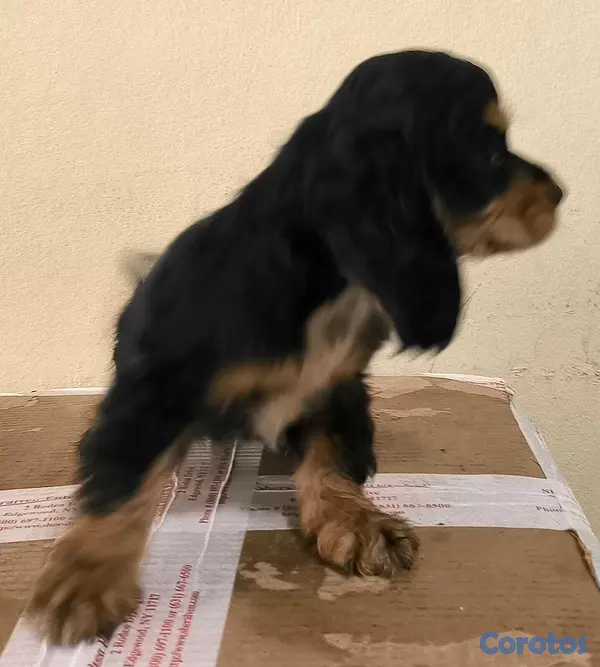 animales y mascotas - Cocker Spaniel Bien Lindos Hembras Y Machos 😍😍 9