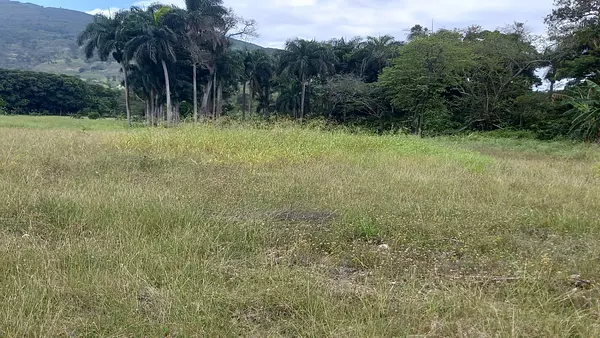 solares y terrenos - Terreno en Venta en las Matas de farfan 7