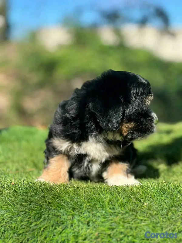 animales y mascotas - hermosos cachorritos de shipoo toy  4