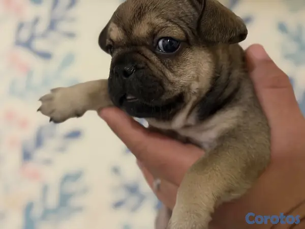 animales y mascotas - Bulldog Francés  2