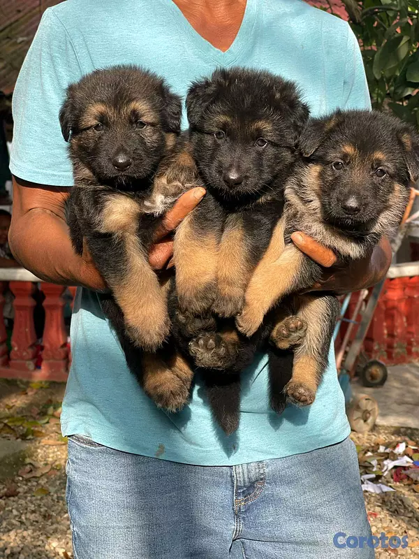 animales y mascotas - hermosos Cachorros pastor alemán  2