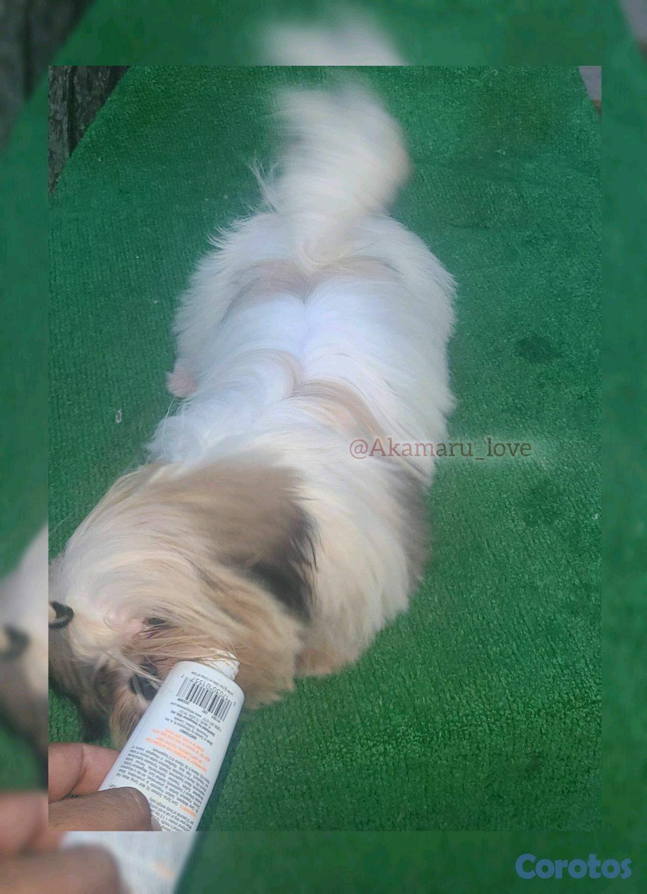 animales y mascotas - Shih tzu ( padrote ) 1