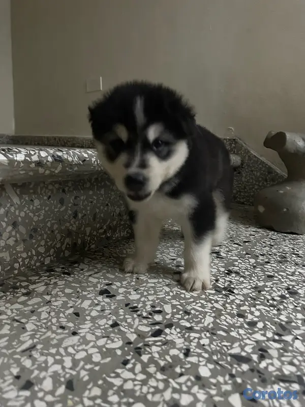 animales y mascotas - Husky Siberiano 4