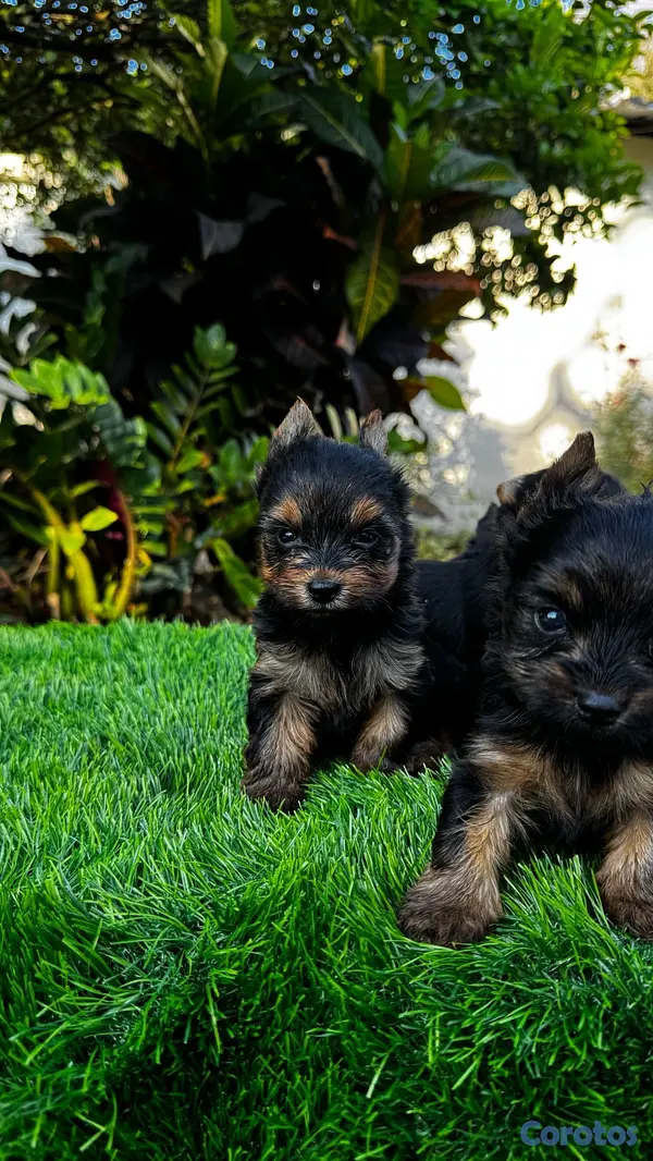 animales y mascotas - cachorros Yorkie mini 5