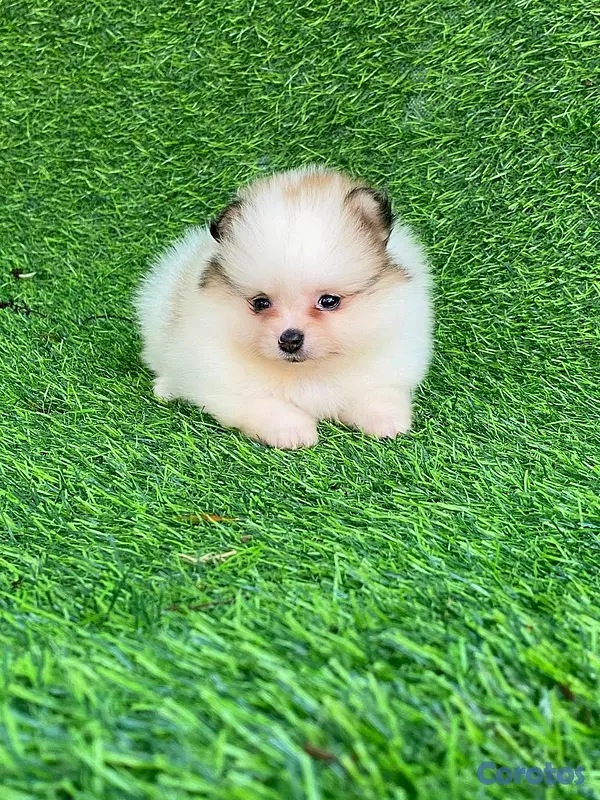 animales y mascotas - hermosos cachorritos pomerania mini  12