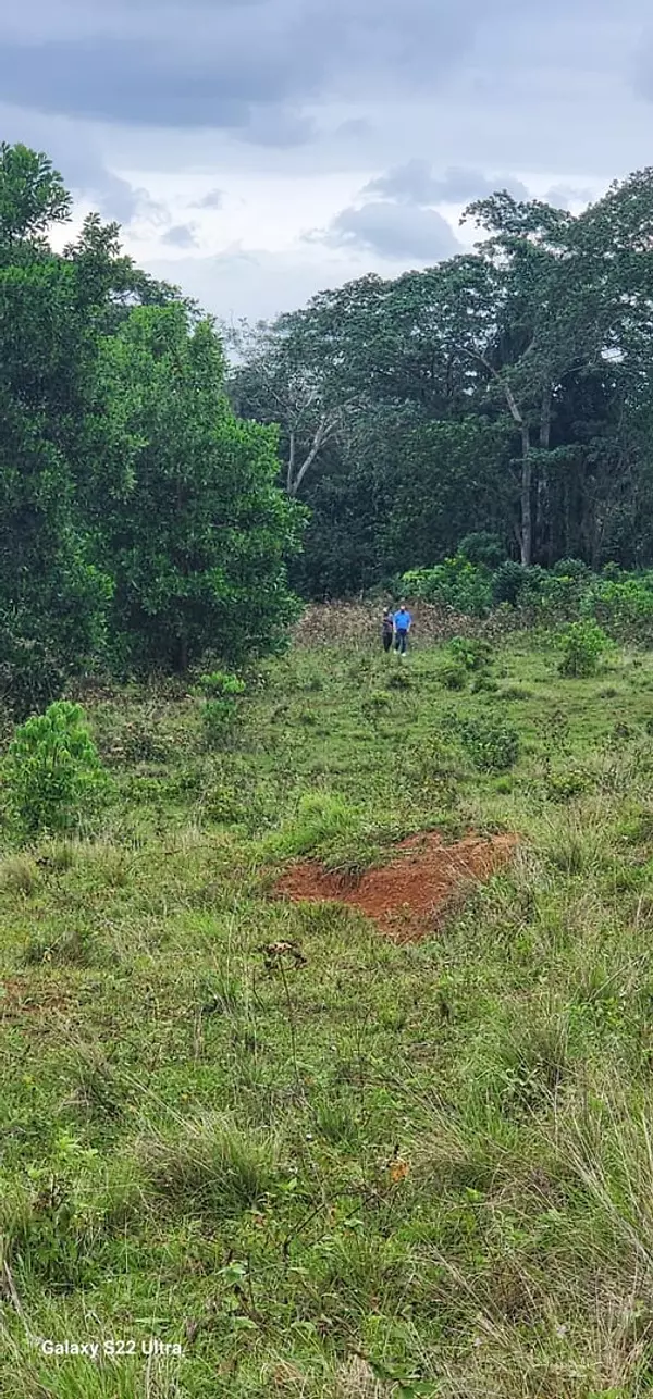 solares y terrenos - Finca Venta Cotui 2