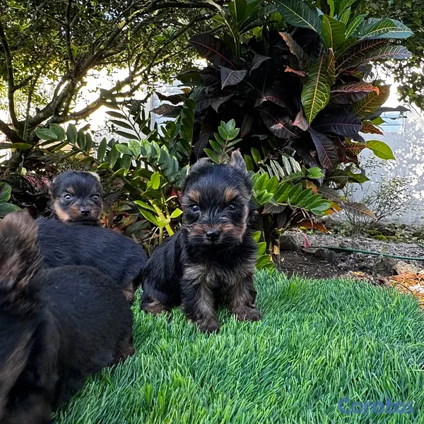 animales y mascotas - cachorros Yorkie mini 2