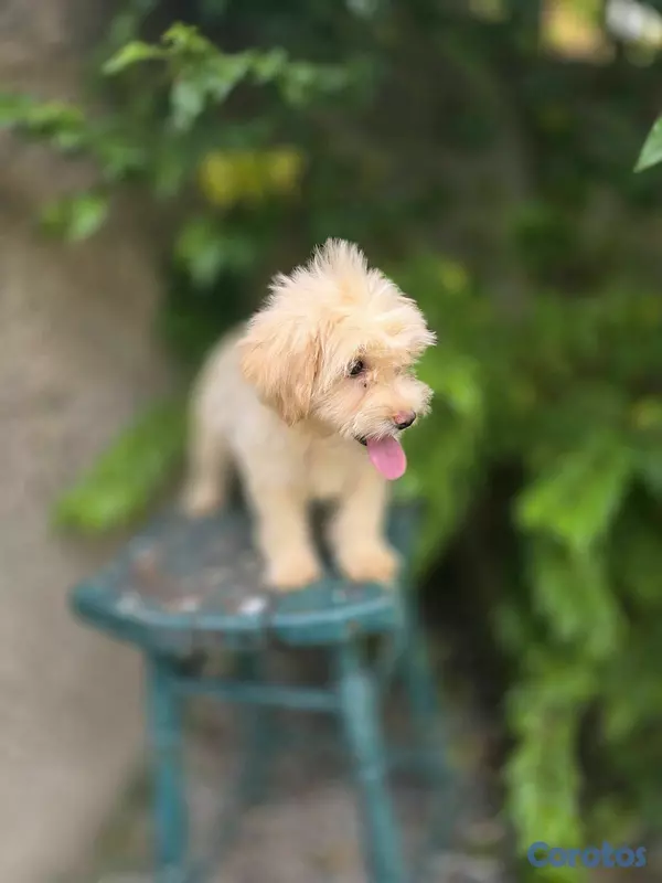 animales y mascotas - Cachorra maltipoo Disp 4