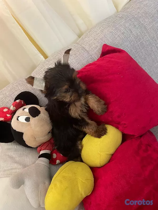 animales y mascotas - Yorkie Macho  4