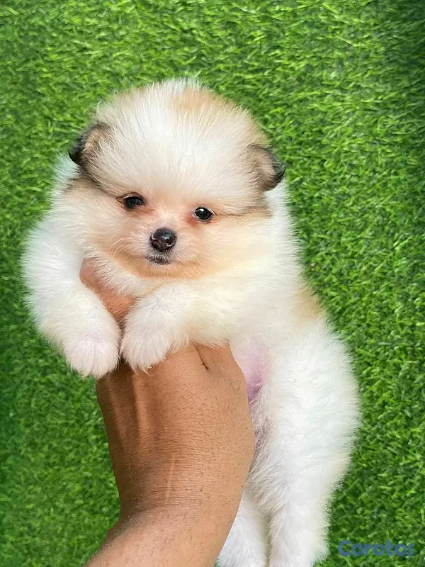 animales y mascotas - hermosos cachorritos pomerania mini  9