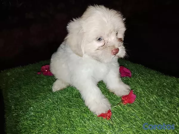 animales y mascotas - Shipoo Disponibles  8