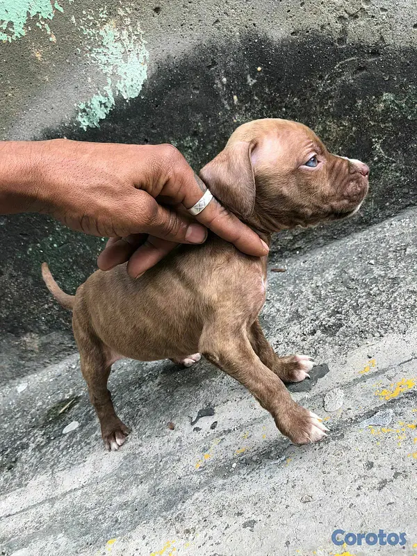 animales y mascotas - Venta de cachorros American Pitbull Terrier  10