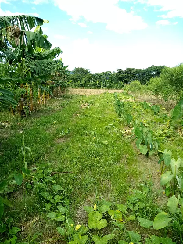 solares y terrenos - Finca en Rancho Arriba en San José de Ocoa 1