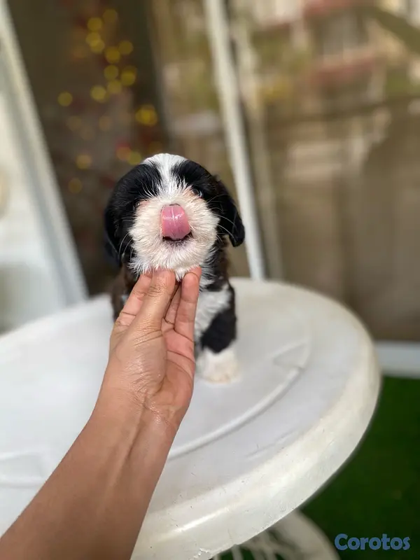 animales y mascotas - Shipoo hembra  2