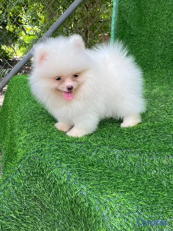 animales y mascotas - hermosos cachorritos pomerania mini  3