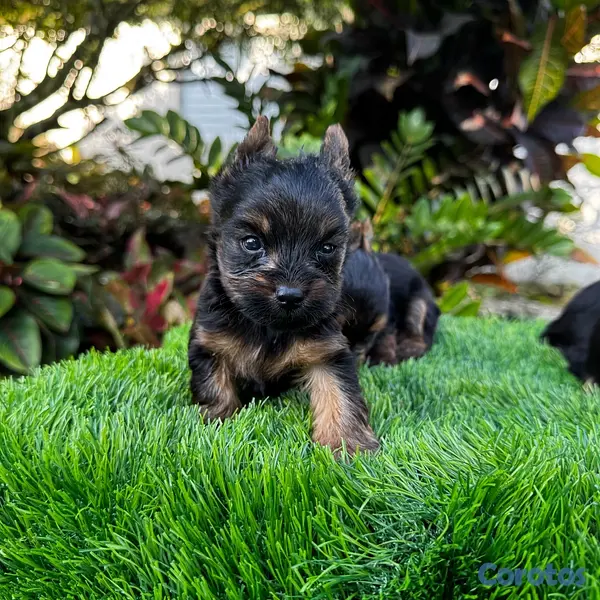 animales y mascotas - cachorros Yorkie mini 3