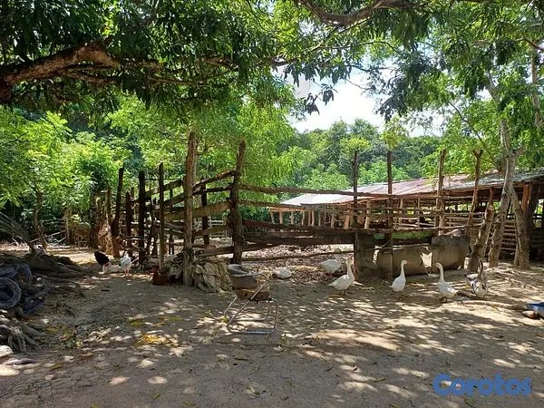 solares y terrenos - Venta de Finca en Gima, Fantino – Provincia Sánchez Ramírez 6