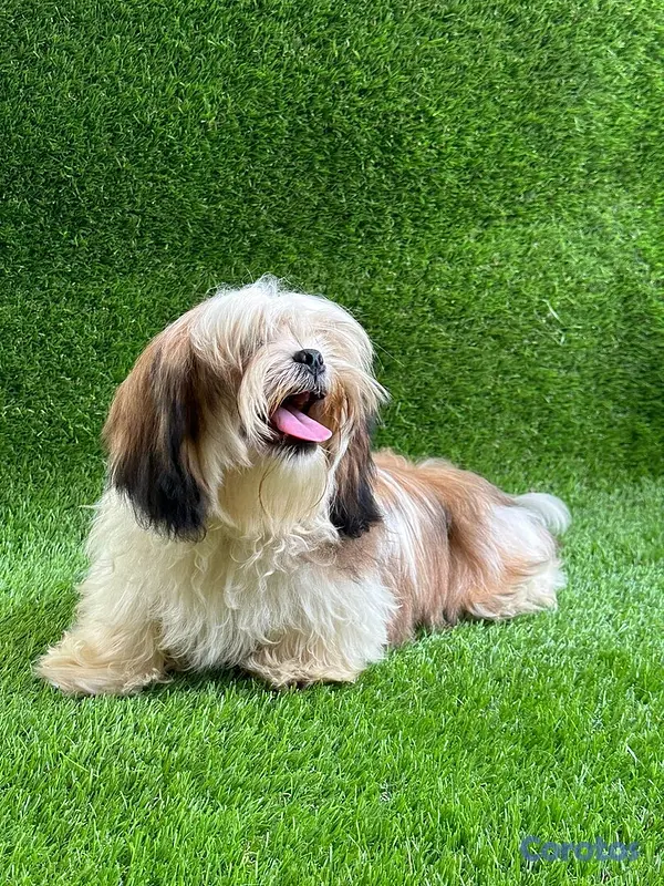animales y mascotas - Zhisup macho  2