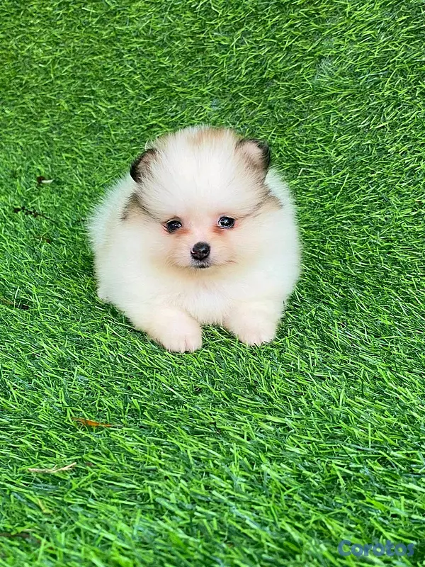 animales y mascotas - hermosos cachorritos pomerania mini  10
