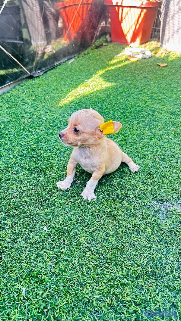 animales y mascotas - Chihuaua toy 2