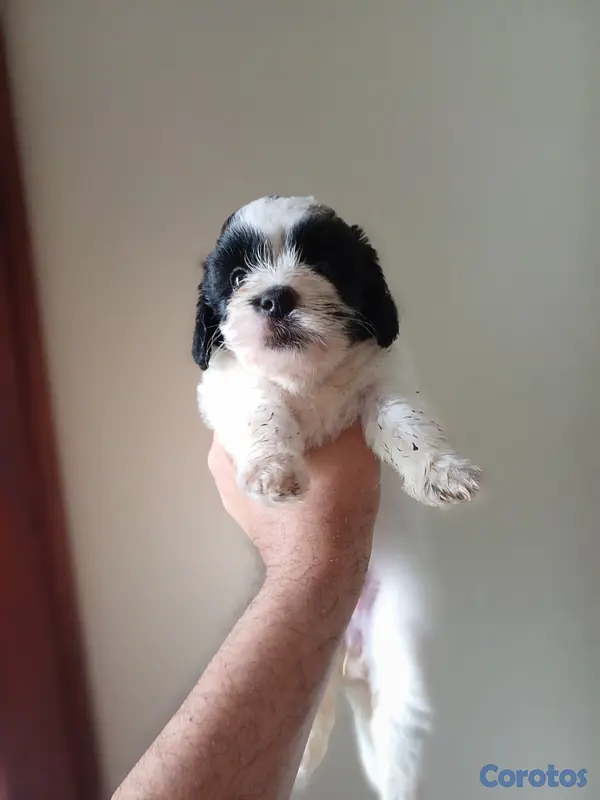animales y mascotas - Shippo con Matilpoo RD$12,000 7