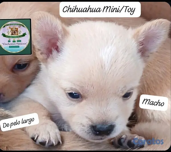 animales y mascotas - Chihuahua Mini de pelo largo  6