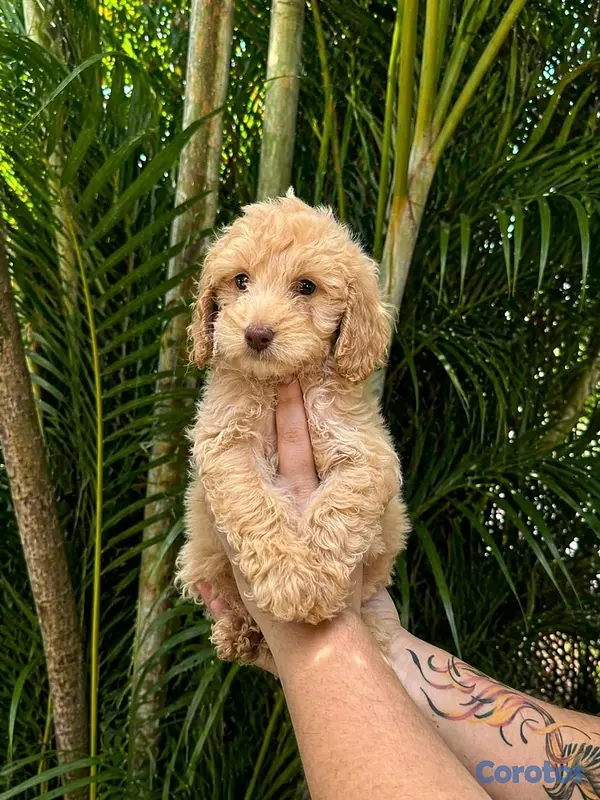 animales y mascotas - hermosos cachorrritos golden doodle  7