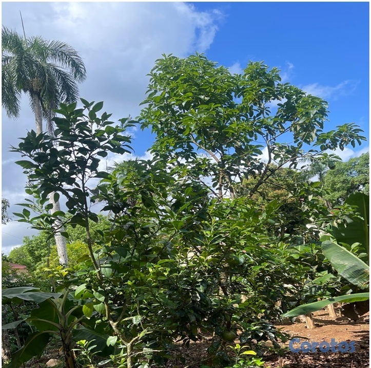 solares y terrenos - 15,585 Mts.2 SEMBRADO DE PLATANOS y dentro del Pueblo del DEAN, Monte Plata, PRE 10