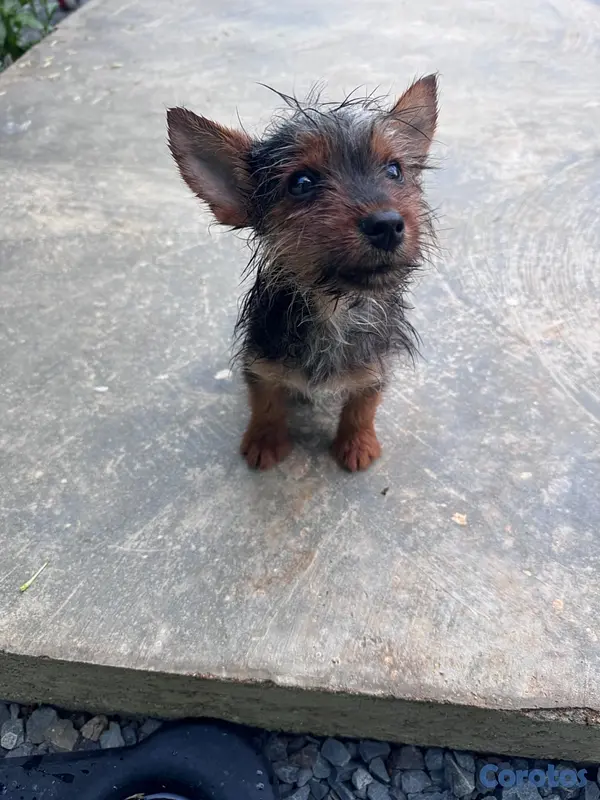 animales y mascotas - Oferta cachorro Yorkie macho pequeño  2
