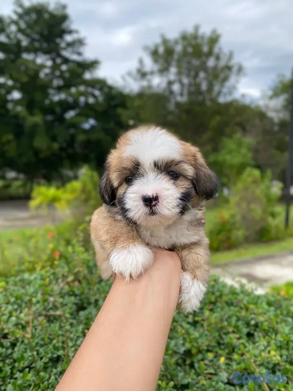animales y mascotas - Shipoo hembra  3