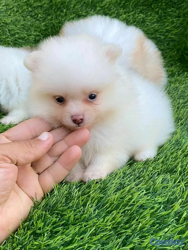animales y mascotas - hermosos cachorritos pomerania mini  11