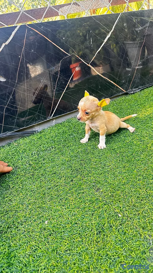 animales y mascotas - Chihuaua toy 3