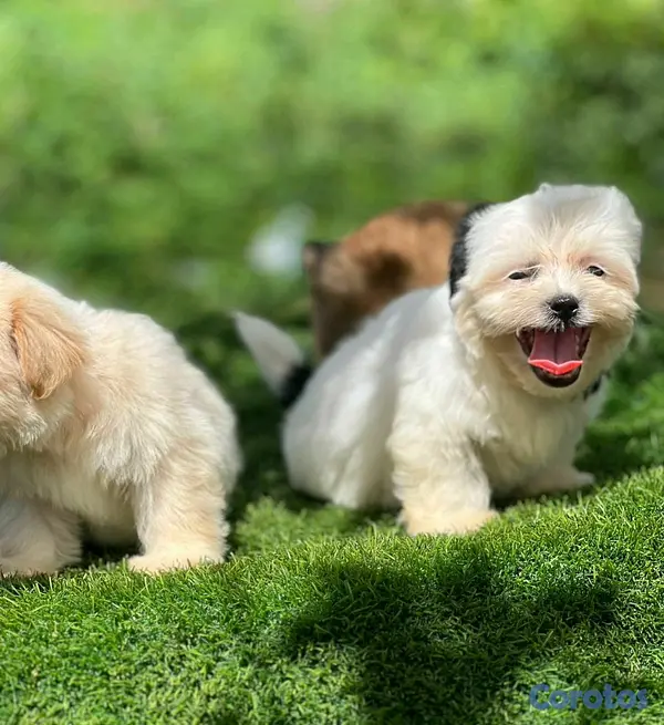 animales y mascotas - hermosos cachorritos de shipoo toy  6