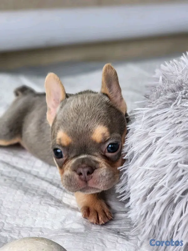 animales y mascotas - hermosos cachorritos buldog frances  4