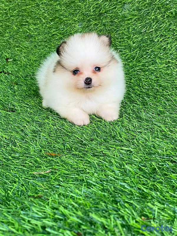 animales y mascotas - hermosos cachorritos pomerania mini  13