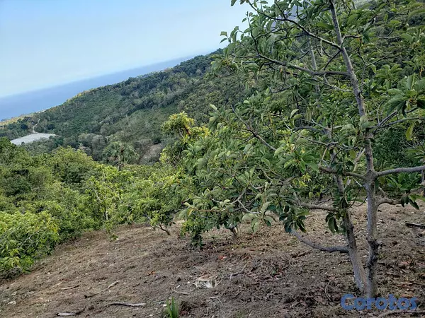 solares y terrenos - Vendo Finca de AGUACATE en Paraíso, BARAHONA, 255, 5